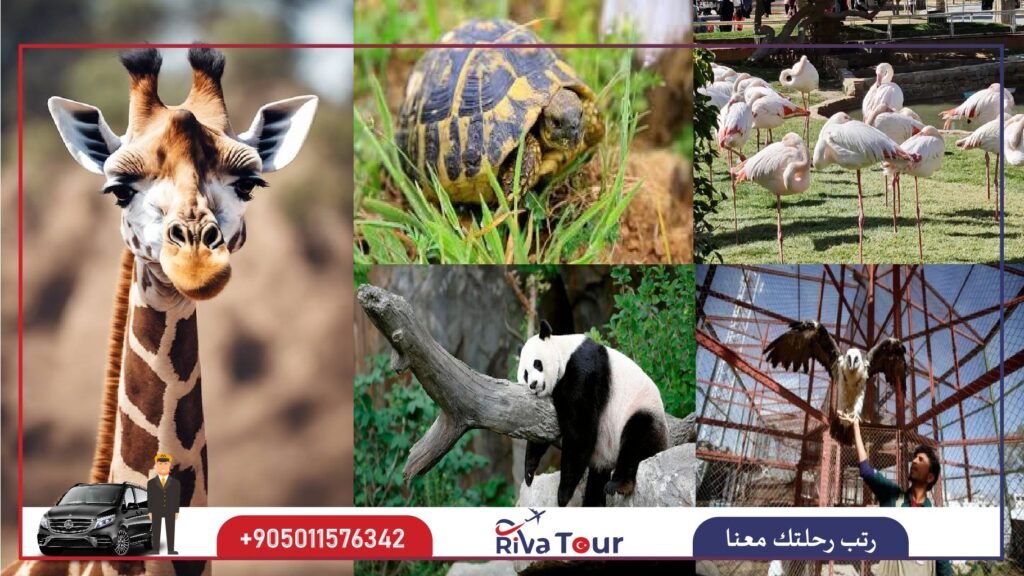 حديقة حيوان داريجا سبانجا