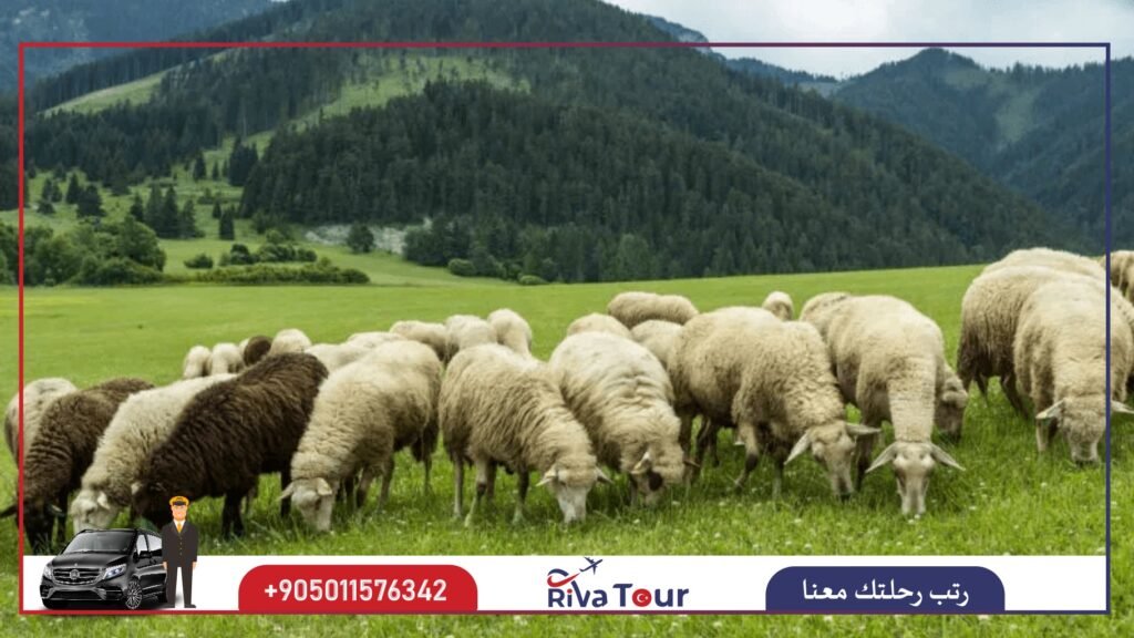مراعي جوجيت
