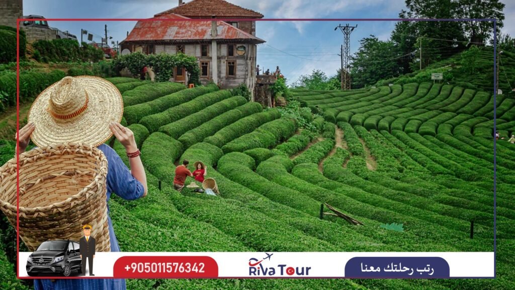 مزارع الشاي