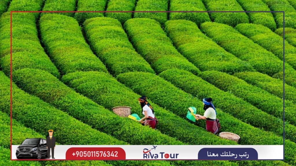 مزارع الشاي